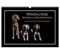 Windhunde - Schnelle Schönheiten (Wandkalender 2026 DIN A3 quer), CALVENDO Monatskalender: Überblick über diverse Windhundrassen, fotogrfaiert im Fotostudio und mal nicht auf der Rennbahn