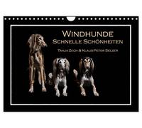 Windhunde - Schnelle Schönheiten (Wandkalender 2026 DIN A4 quer), CALVENDO Monatskalender: Überblick über diverse Windhundrassen, fotogrfaiert im Fotostudio und mal nicht auf der Rennbahn