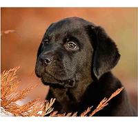 Wingkin adultes broderie point de croix kits Animal Chien Labrador Noir DIY débutant canevas point de croix kit 11CT toile pré-imprimé noel décoration de la maison （40x50cm）