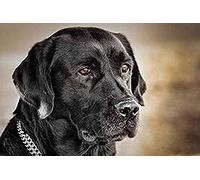 Wingkin adultes broderie point de croix kits animal labrador noir DIY débutant canevas point de croix kit 11CT toile pré-imprimé noel décoration de la maison （40x50cm）