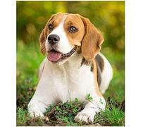 Wingkin adultes broderie point de croix kits Beagle DIY débutant canevas point de croix kit 11CT toile pré-imprimé noel décoration de la maison （40x50cm）