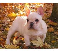 Wingkin adultes broderie point de croix kits bouledogue français blanc DIY débutant canevas point de croix kit 11CT toile pré-imprimé noel décoration de la maison （40x50cm）