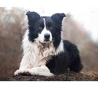 Wingkin adultes broderie point de croix kits chien border collie DIY débutant canevas point de croix kit 11CT toile pré-imprimé noel décoration de la maison （40x50cm）