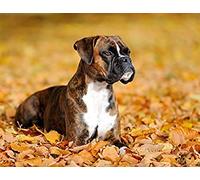 Wingkin adultes broderie point de croix kits Chien Boxer dans les feuilles mortes DIY débutant canevas point de croix kit 11CT toile pré-imprimé noel décoration de la maison （40x50cm）