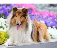 Wingkin adultes broderie point de croix kits colley DIY débutant canevas point de croix kit 11CT toile pré-imprimé noel décoration de la maison （40x50cm）