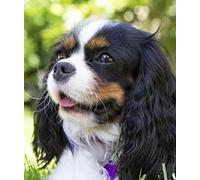 Wingkin Kit Broderie Point de Croix Estampé cavalier roi Charles Spaniel DIY Adultes Débutant Compté Point de Croix Kits 11CT Pré Imprimé Canevas art broderie-40x50cm