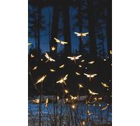 Wings of Starlight