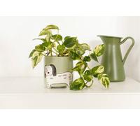 Winkee - Flower Pot Dog - Height: 40 Cm, Diameter: 13 Cm