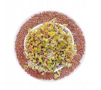 Winoszarnia Graines de radis China Rose 50 g - Graines germées de qualité supérieure | Goût épicé et épicé | Idéal pour les germes, les microverts et les salades | Haute capacité de germination