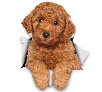 Winston & Bear Autocollants pour chien 3D - 2 Pack - Caniche pour mur, réfrigérateur, toilettes et Plus Caniche Autocollants de chien