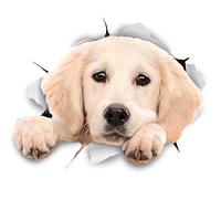 Winston & Bear Autocollants pour Chien 3D - 2 Pack - Labrador Autocollants pour Regarder à la dérobée Mur, réfrigérateur, télévision et Plus Autocollants Labrador