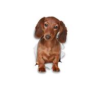 Winston & Bear Autocollants pour chien 3D - 2 Pack - teckel aux cheveux longs pour mur, réfrigérateur, toilettes et à plus long Haired teckel Autocollants Chien