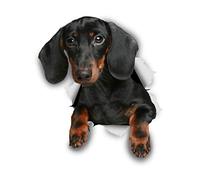 Winston & Bear Autocollants pour chien 3D - 2 Pack - teckel noir pour mur, réfrigérateur, toilettes et Plus Autocollants teckel