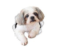 Winston & Bear Curious Shih Tzu Dog Stickers muraux - Lot de 2 - Autocollant Chien Shih Tzu Dog - Autocollant 3D Chien fenêtre et pare-chocs - Cadeaux pour les amateurs de Shih Tzu