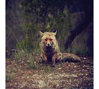 Winterpills - Love Songs