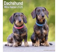 Wirehaired Dachshund Calendar 2026 Square Dog Breed Wall Calendar - 16 Month