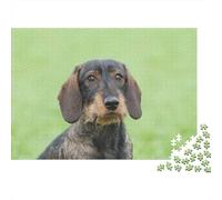 Wirehaired Dachshund Dog Plaque en Métal Rustique 52x38cm/1000pcs pour Le Salon, Cadeau Décoratif De Noël pour Les Collectionneurs De Plaques Murales