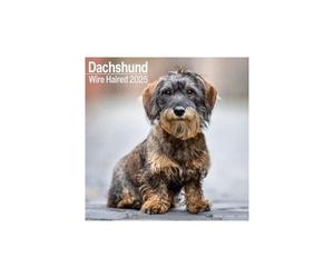 Wirehaired Dachshund - Rauhhaardackel 2025 - 16-Monatskalender