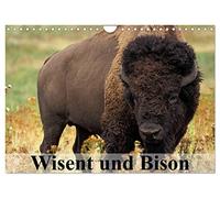Wisent und Bison (Wandkalender 2026 DIN A4 quer), CALVENDO Monatskalender: Die Schönheit der kraftvollen Kolosse im Zottelfell