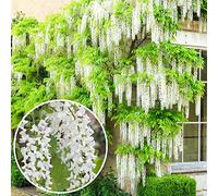 Wisteria Alba Glycine du Japon blanche - Arbuste grimpant à feuilles caduques et fleurs blanches