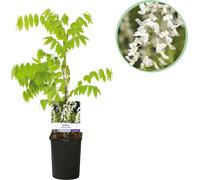 Wisteria floribunda Alba - Fleurs blanches - 11 cm x H40 cm - Plante grimpante odorante - Pour pergolas, clôtures & murs