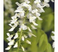 Wisteria floribunda Alba - Plante grimpante, résistante au froid, fleurs parfumées, plante d'ornement, plante grimpante