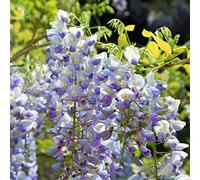 Wisteria Floribunda 'Multijuga'- Glycine du Japon 'Multijuga' 50-60 cm en conteneur