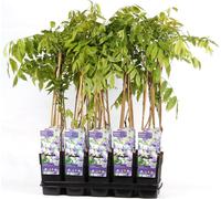 Wisteria floribunda Naga Noda 60-80 cm - Plante grimpante japonaise, odorante, fleurs violettes, résistante au froid, plante ornementale