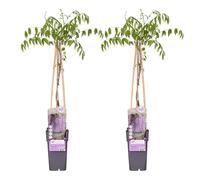 Wisteria floribunda 'Naga Noda' - Plante grimpante - Ø15cm - ↨65cm - 2 Plantes- Croissance rapide - Fleurs bleues odorantes en panicules