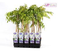 Wisteria floribunda 'Naga Noda' - Pluie pourpre - Plante grimpante en Ø15cm et hauteur 65c