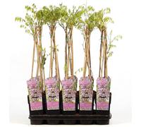 Wisteria floribunda Rosea, ca. 60 cm - Plante grimpante résistante au froid pour jardin et terrasse