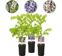 Wisteria floribunda Tricolour - Bleu, Rose & Blanc - 3 plantes - 11 cm x H40 cm - Parfumée & Grimpante - Pour pergolas, clôtures & murs