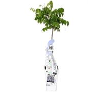Wisteria macrostachya Blue Moon en pot 70-80 cm - Plante grimpante résistante au froid, lys bleu, odorant, vivace, floraison abondante