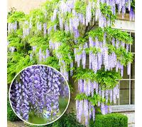 Wisteria Sinensis Glycine de Chine - Arbuste rustique et grimpant à feuilles caduques et fleurs bleues
