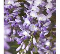 Wisteria sinensis Prolific 70-80 cm - Reine des prés Prolific