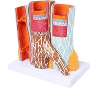 WLGDBXF 14X grossir Les détails du modèle cardiovasculaire artérioveineux modèle d'organe Humain modèle d'anatomie artérioveineuse pour l'aide à la Formation éducative