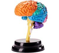 WLGDBXF Modèle Classique d'anatomie du Cerveau, modèle d'observation détachable pour l'enseignement, modèle Amovible Fait à la Main, modèle d'organe Humain