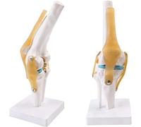 WLGDBXF Modèle d'anatomie de l'articulation du Genou Flexible Fonctionnel pour l'apprentissage du modèle d'articulation du Genou Humain modèle d'enseignement coloré Fait à la Main