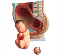 WLGDBXF Modèle d'anatomie de l'utérus féminin pour la Recherche et l'enseignement, modèle fœtal féminin de Neuf Mois, modèle d'organe Humain détachable en PVC