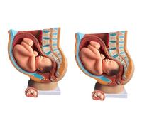 WLGDBXF Modèle d'anatomie de l'utérus féminin pour la Recherche et l'enseignement, modèle fœtal féminin de Neuf Mois, modèle d'organe Humain détachable en PVC