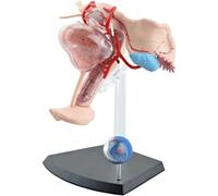 WLGDBXF Modèle d'anatomie du système reproducteur féminin, modèle d'utérus féminin, modèle médical réaliste pour la Recherche, modèle d'organe Humain