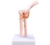 WLGDBXF Modèle de Ligament osseux, modèle d'articulation du coude pour l'affichage de la Recherche, modèle médical d'enseignement, modèle d'anatomie du Torse Humain
