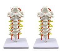 WLGDBXF Modèle d'enseignement de la Colonne cervicale Humaine avec modèle d'anatomie Biologique de l'artère carotide nerveuse modèle de Corps Humain pour l'apprentissage
