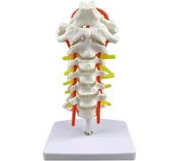WLGDBXF Modèle d'enseignement de la Colonne cervicale Humaine avec modèle d'anatomie Biologique de l'artère carotide nerveuse modèle de Corps Humain pour l'apprentissage