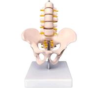 WLGDBXF Modèle d'enseignement des articulations des vertèbres lombaires et des os de la Hanche, modèle de Bassin pour l'aide à la Formation éducative, modèle de Corps Humain en PVC