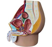 WLGDBXF Modèle médical de Section sagittale médiane pelvienne Grandeur Nature, modèle d'anatomie pelvienne Humaine pour Aide à la Formation éducative