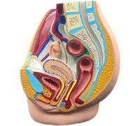 WLGDBXF Modèle médical de Section sagittale médiane pelvienne Grandeur Nature, modèle d'anatomie pelvienne Humaine pour Aide à la Formation éducative
