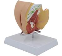 WLGDBXF Organes reproducteurs féminins modèle Humain Assemblage Portable modèle d'anatomie du Torse Humain modèle Anatomique de l'ovaire Terus