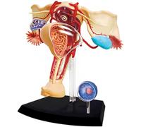 WLGDBXF Système reproducteur féminin modèle médical génito-urinaire de l'utérus modèle d'anatomie reproductive féminine 4D modèle d'organe Humain
