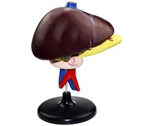 WlP Anatomie Scientifique du Modèle Anatomique Humain du Duodénum Et du Pancréas du Foie, Modèle D'anatomie Modèle du Pancréas Hépatoduodénal Modèle D'organe Digestif Humain